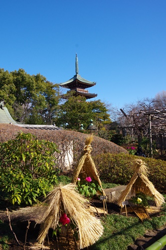 上野東照宮ぼたん苑