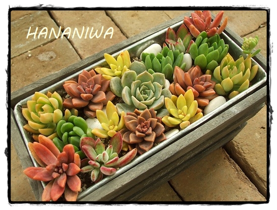 2013_0222トレッサ用寄せ植えとクレマチスの講座とカ0047.JPG