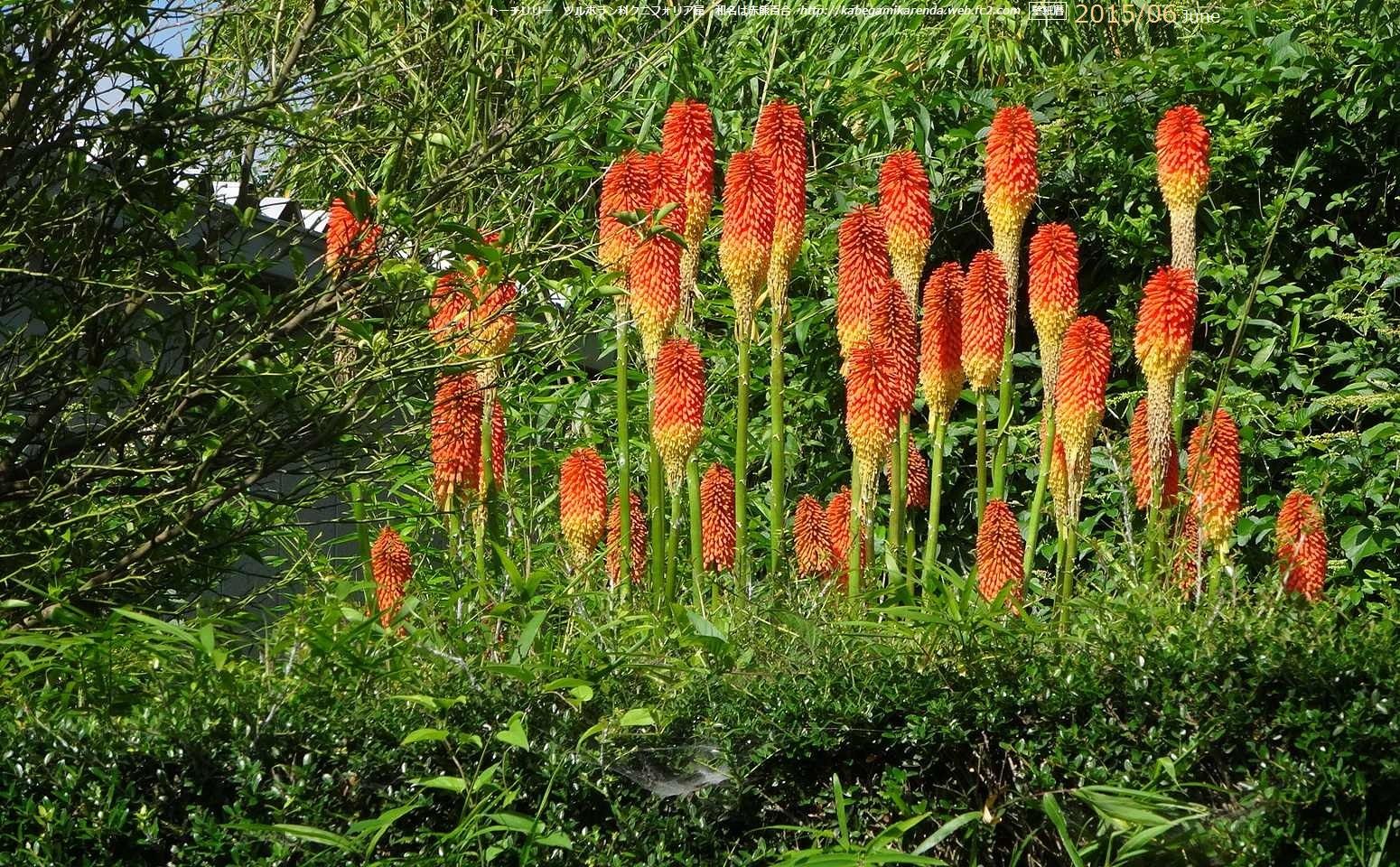 トーチリリー | 花から華へ華から花へ・dragonJJ - 楽天ブログ