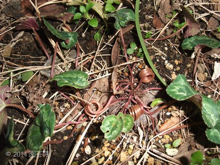 Cyclamen hederifolium album 20141223