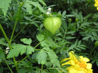 ふうせんかずら