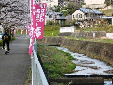 sakuranamiki5.jpg