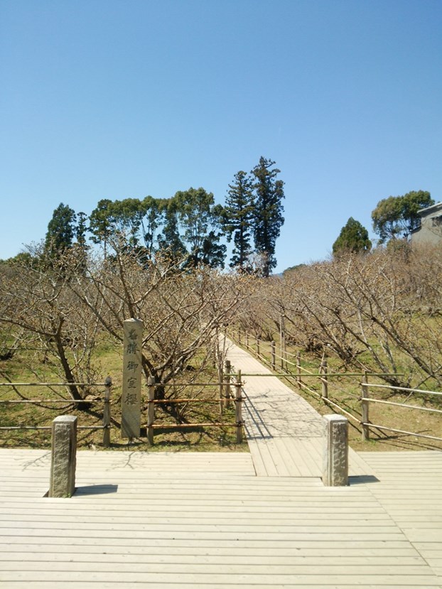 20150402仁和寺・御室桜1