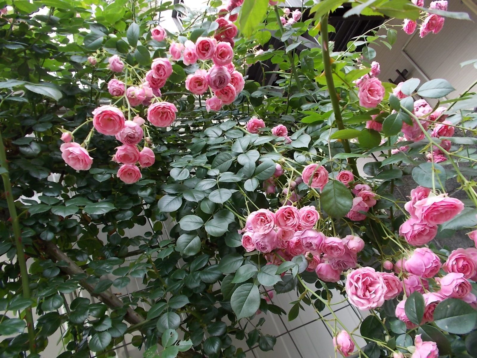ポンポネッラが見頃です バラを咲かせることが好き 楽天ブログ