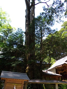 熊本弊立神宮御神木