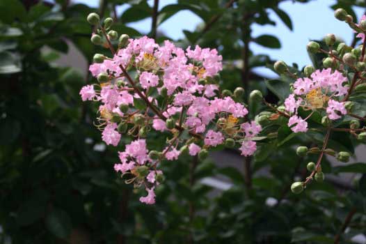 20120731_0955_1_.jpg