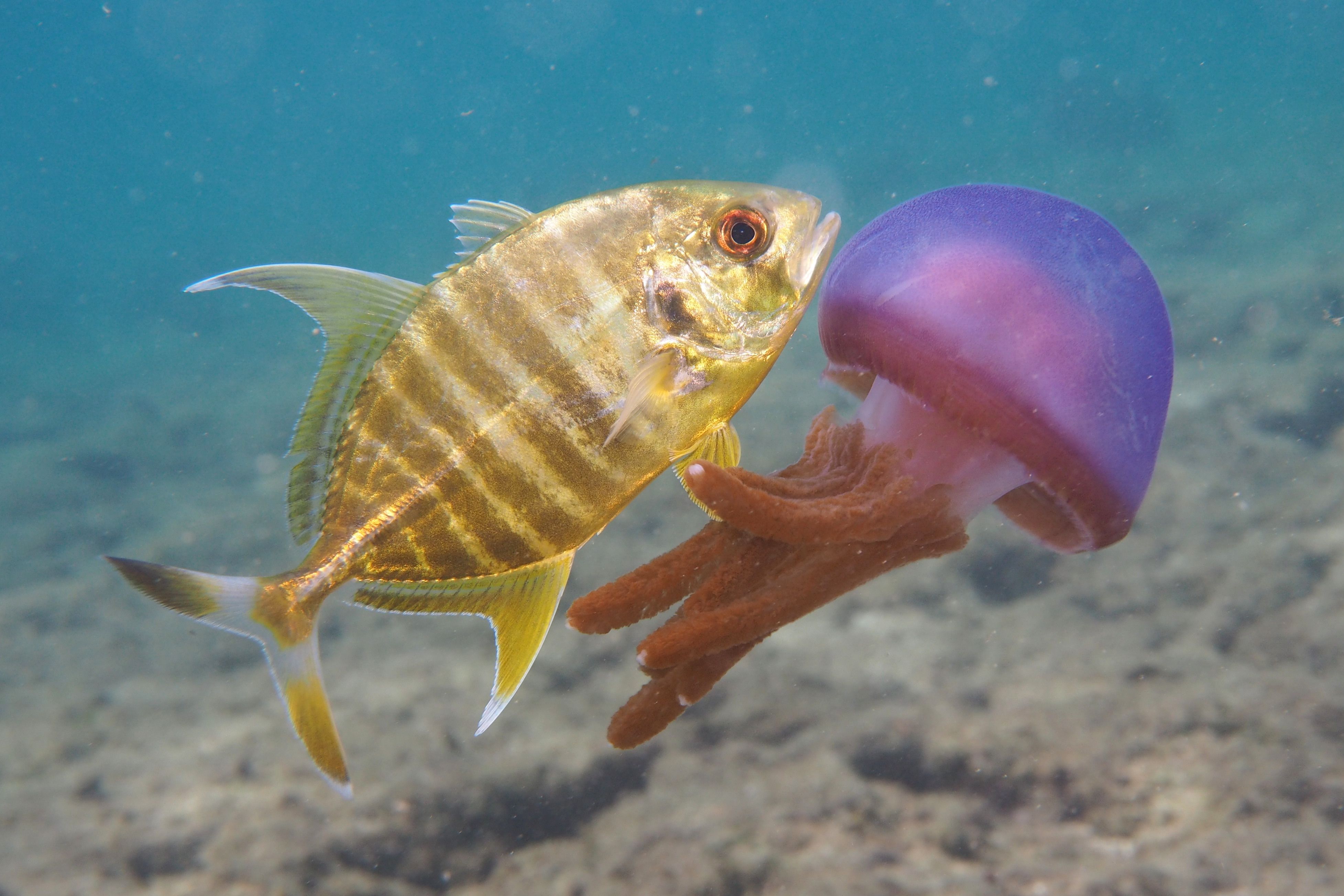 テンジクアジ幼魚 With ムラサキクラゲ デコボコ潜水 楽天ブログ