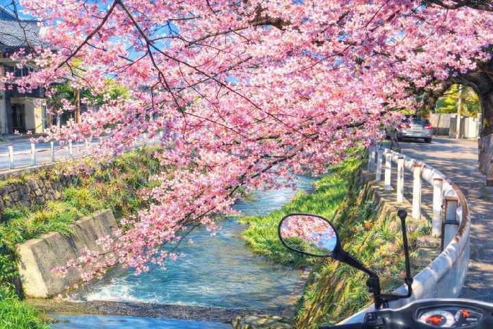 AIさんが描いた「板櫃川沿いの桜」