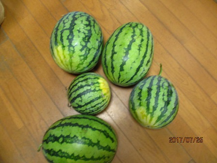 IMG_0015すいか.jpg