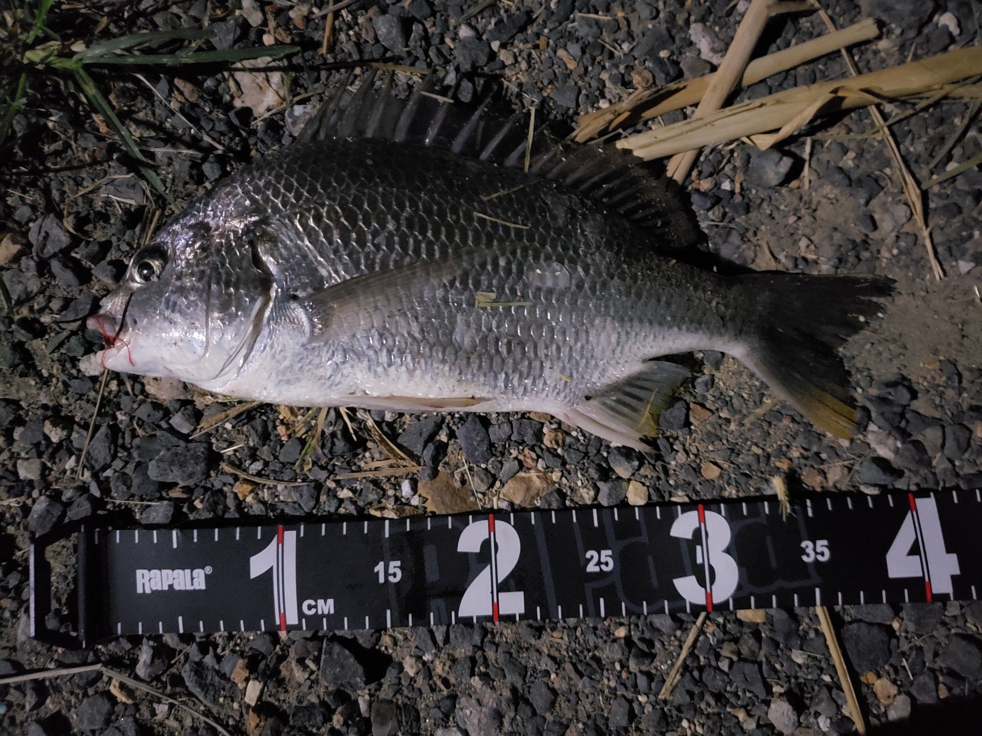 浜名 湖 釣り ブログ