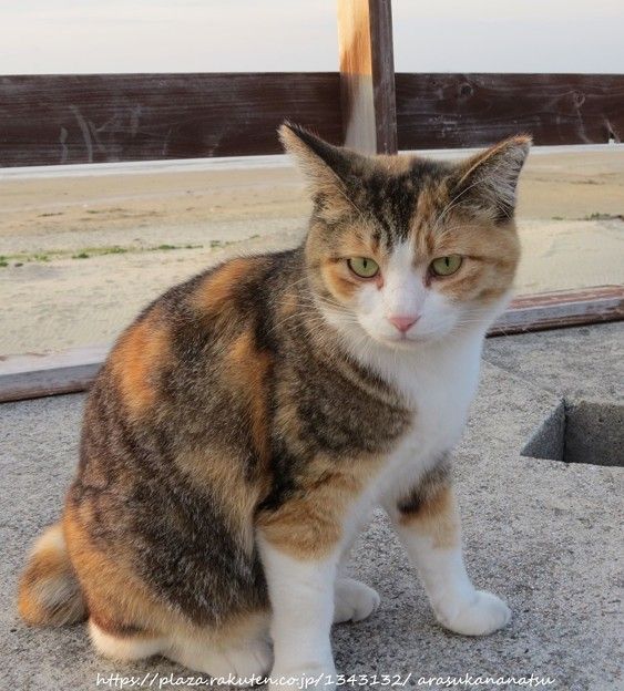 写真調整その2 | 今日の予定 - 楽天ブログ