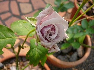 P1290479ss.jpg