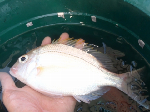 沖縄深海魚採集2014年9月中旬4　キビレアカレンコ（Dentex abei）
