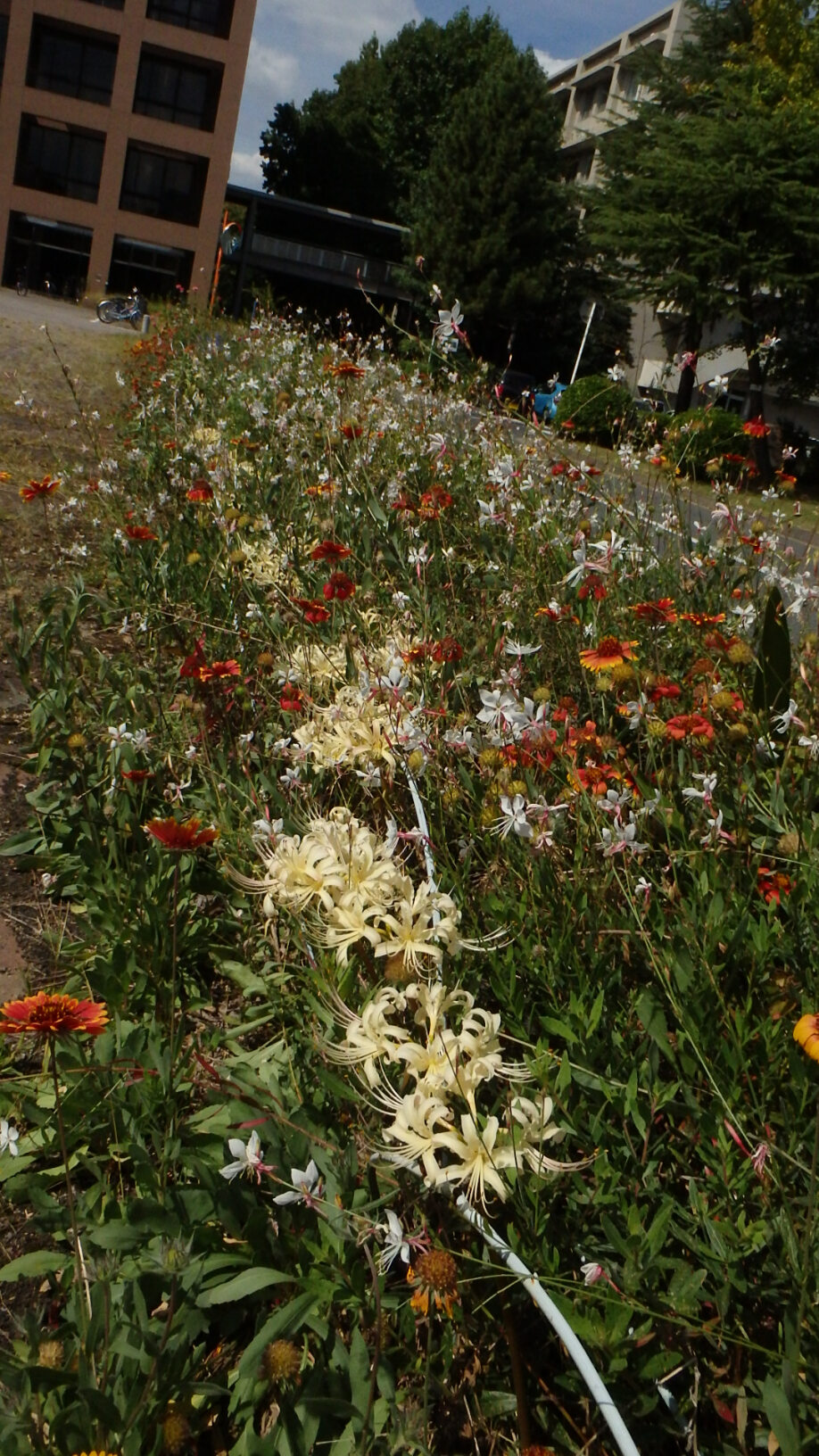 140918白花曼珠沙華２.jpg