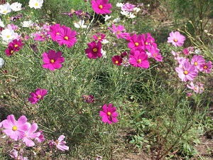 2お花畑　コスモス.jpg