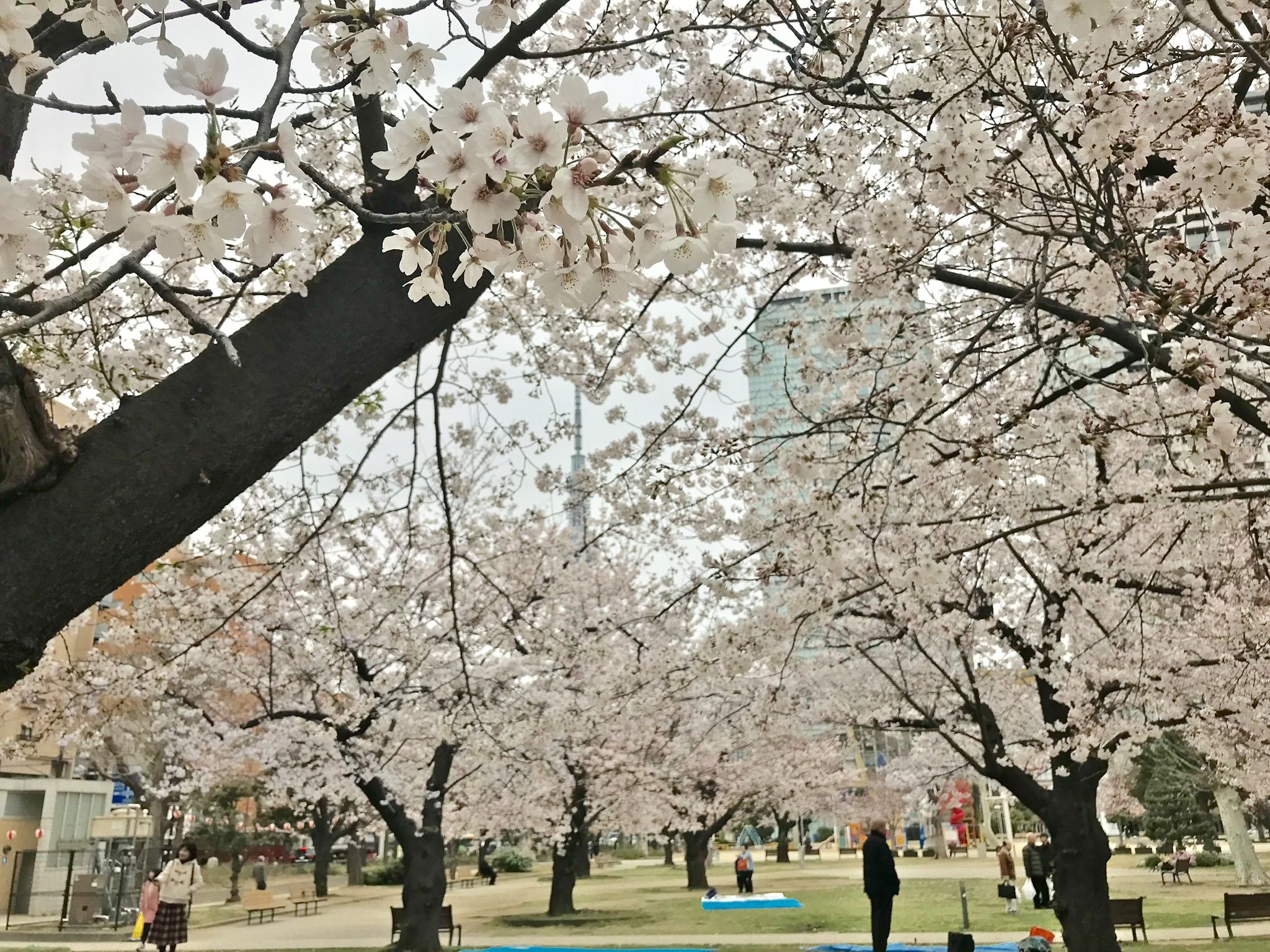 本日の錦糸公園の桜 植木屋の三代目をやってます村野園のブログです 楽天ブログ