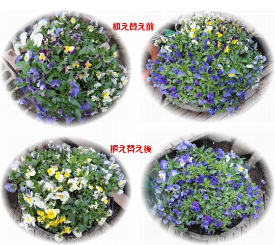 ビオラの植え替え　2
