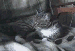 succes chat met ses lunettes seul lol gif.gif