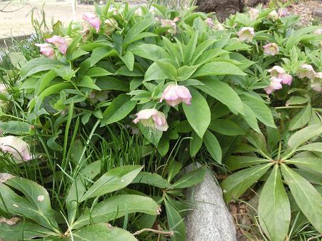 クリスマスローズ