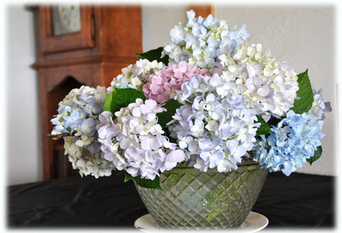紫陽花