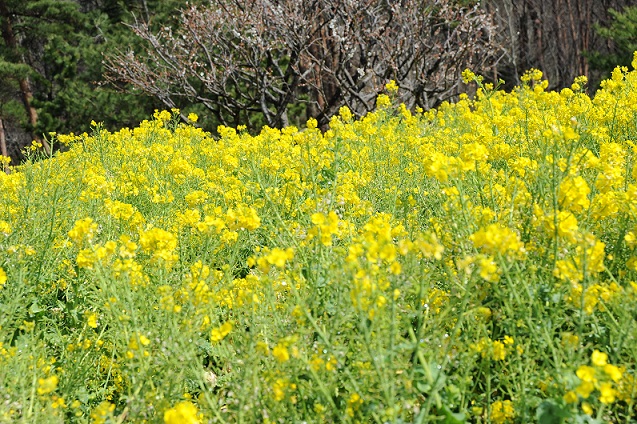 2013.3.22 011.JPG