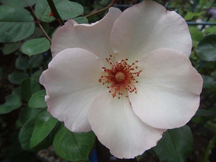 バラで小さな庭づくり 一重咲きの名花 エレン ウィルモット インスタントセメント 縁側のペンキ塗り