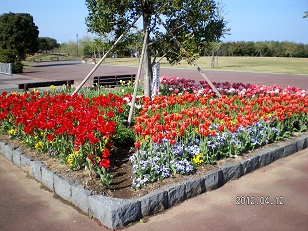 チューリップ３