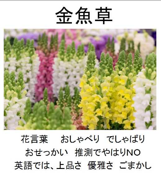 園芸 この世に花と愛と平和を 楽天ブログ