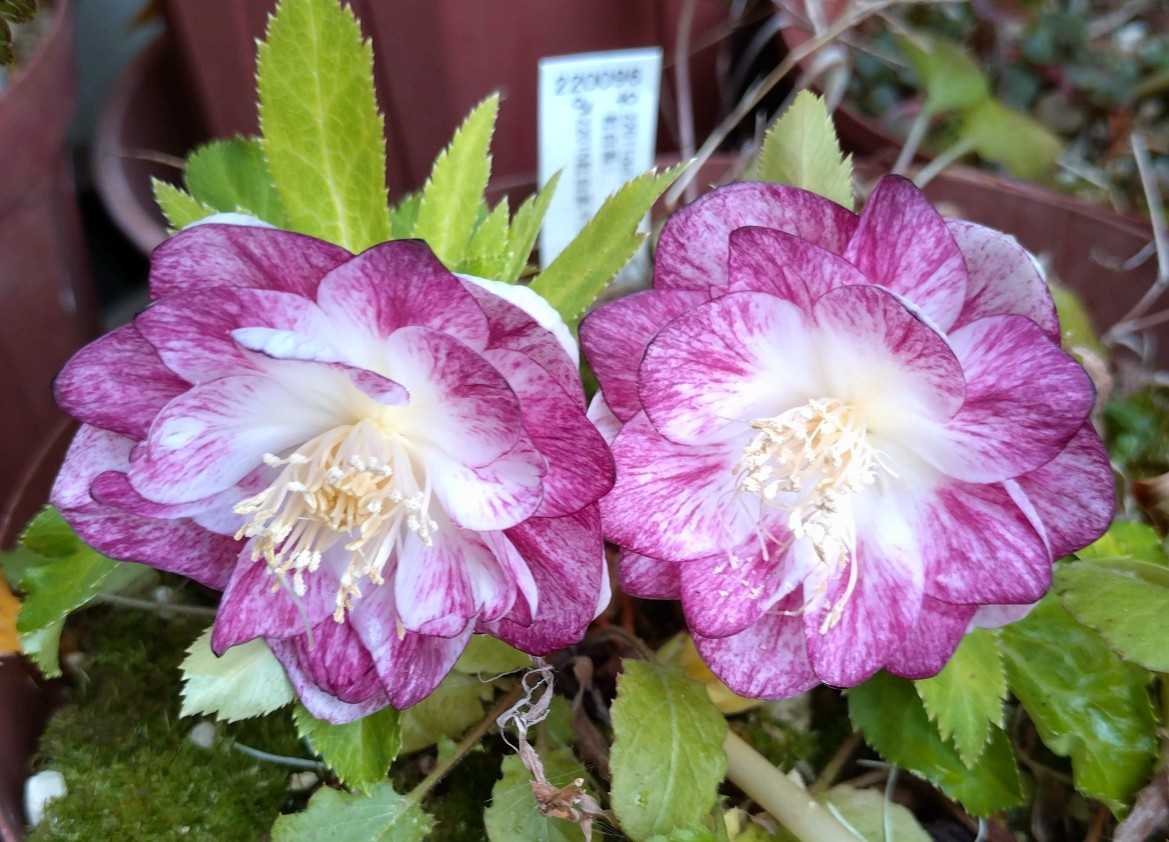 クリスマスローズ咲いてきました | 趣味は園芸だけれども・・・ - 楽天