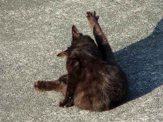 我が家のニャンコ♪2016/4/27-3