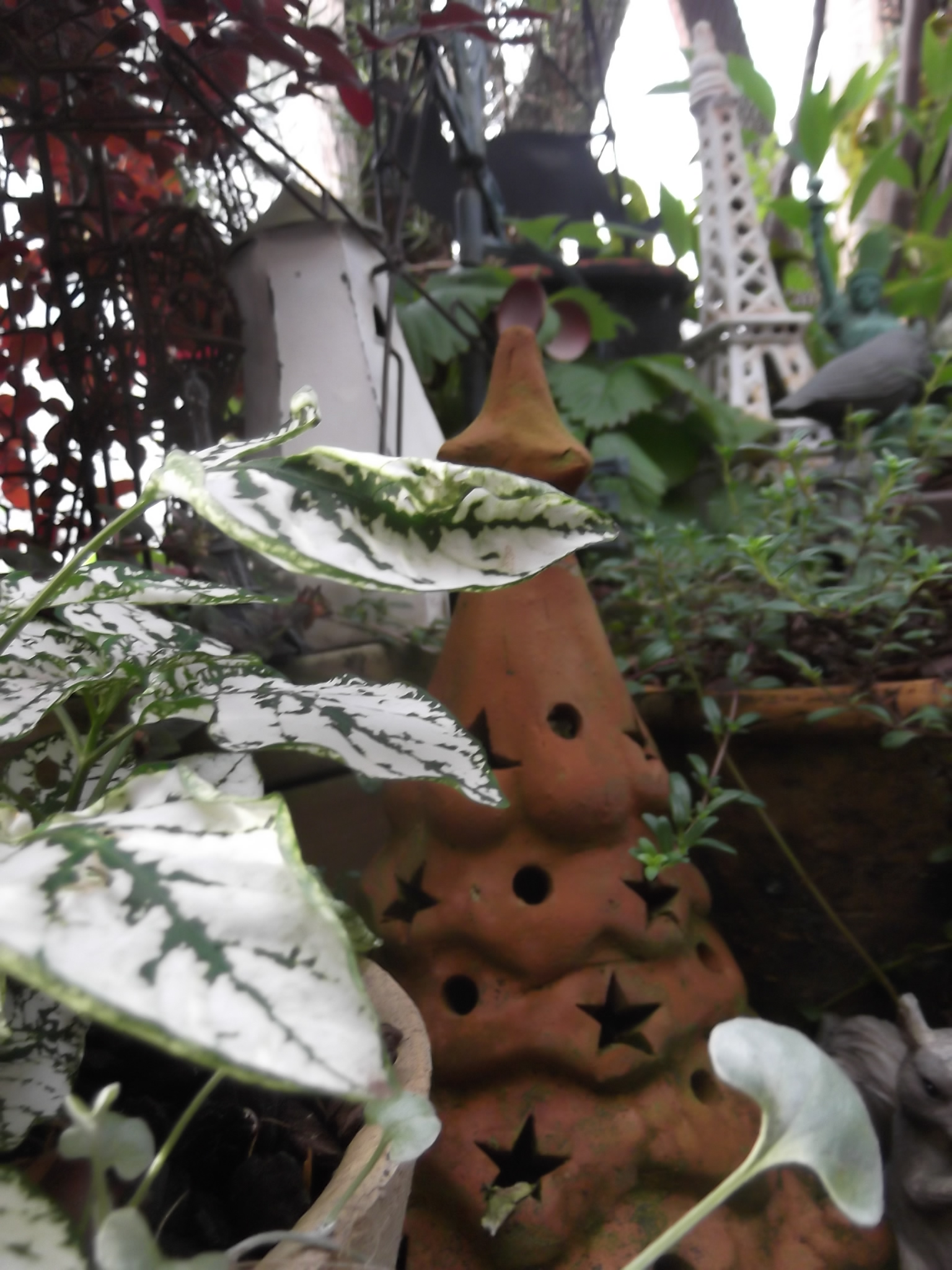 DSCF4739.JPG