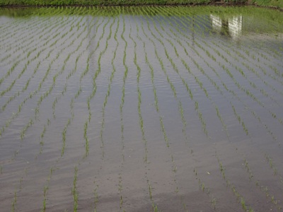 田植え後の様子