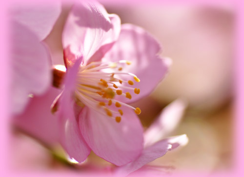 桜１