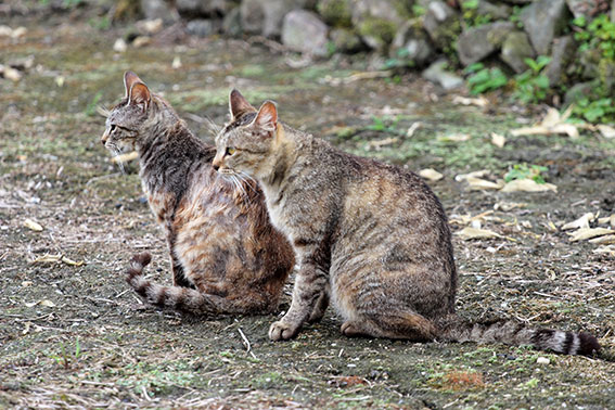 我が家のニャンコ♪2015/5/22-3