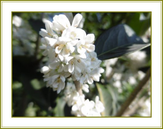 11月４日 柊の花の香りや白十字 花の歳時記 天南星の魅力 山野草 楽天ブログ