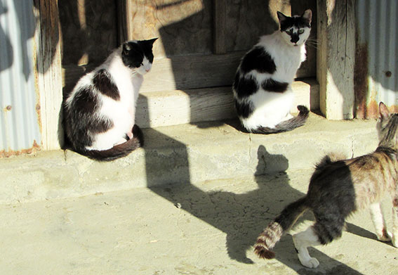 我が家のニャンコ♪2015/5/15-3