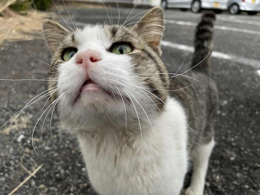 ねこ 猫 #ねこ #猫 #地域猫  地域猫 外猫