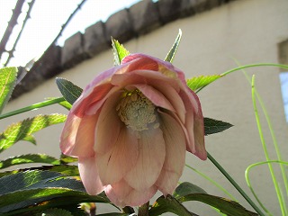 IMG_9223ss.jpg