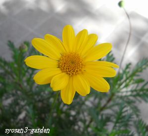 マーガレットコスモス1.jpg