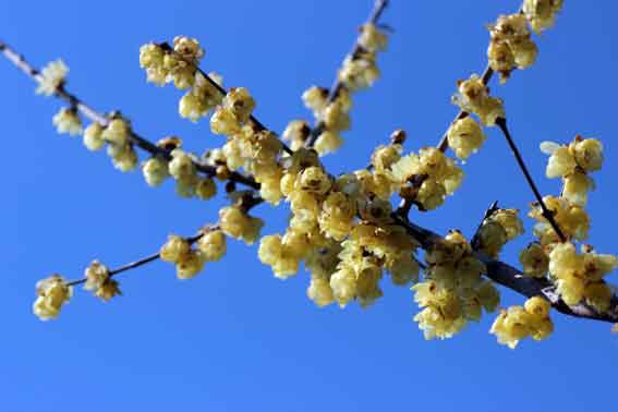 ロウバイの花♪