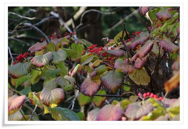 樹木公園-23 ガマズミ 15.12.2