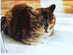 006.gif