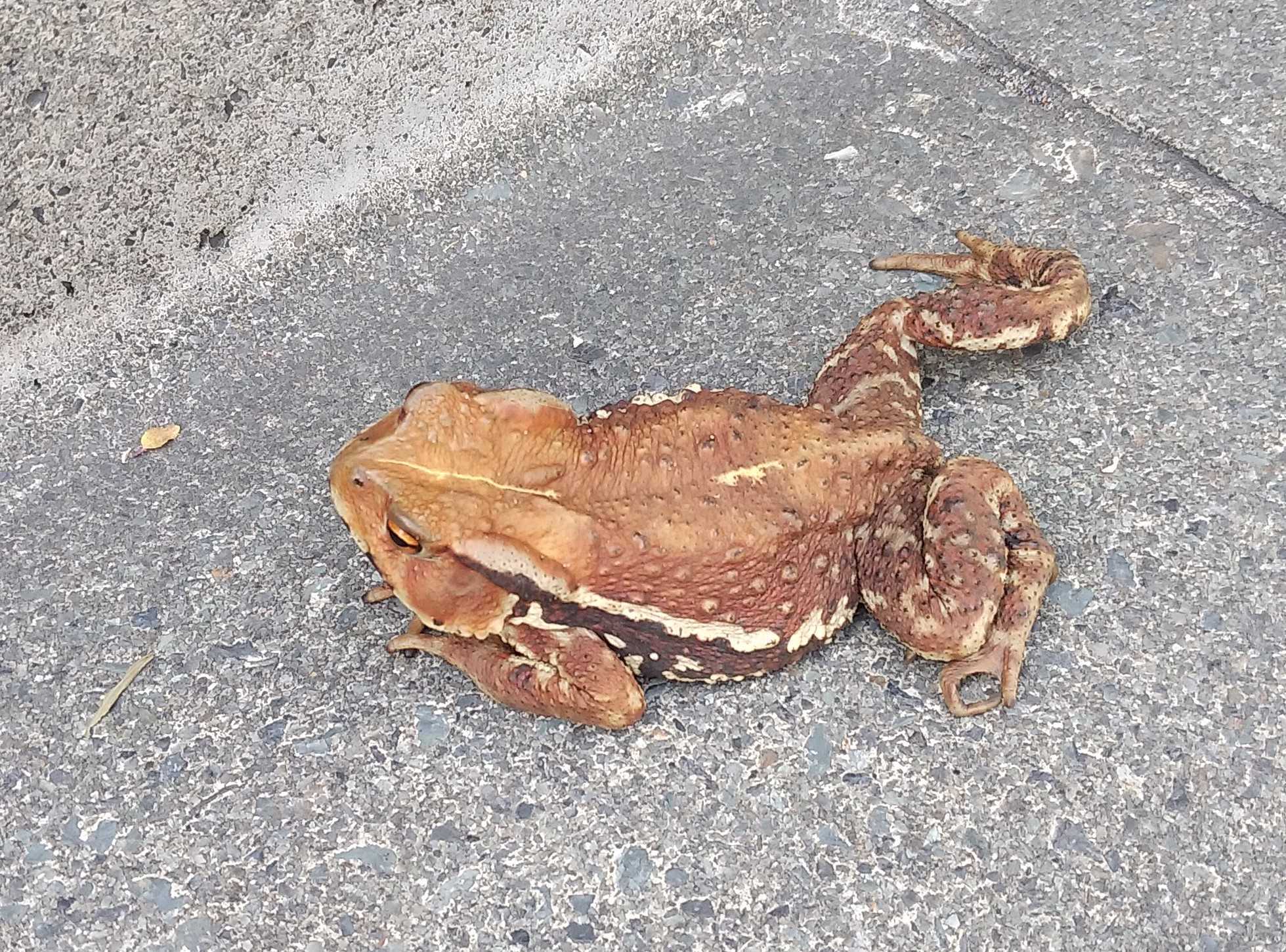 道路にカエルがいました 東京のど真ん中でバラ生活 楽天ブログ