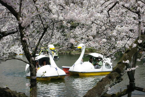 井の頭恩賜公園の桜