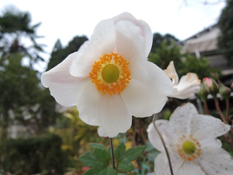 DSCN0919.JPG