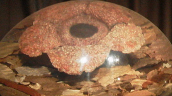 フォト♪ 222 - コピー.JPG