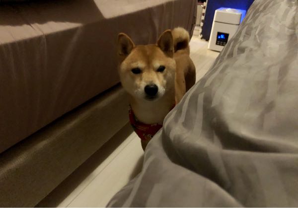 rblog-20190106110025-05.jpg