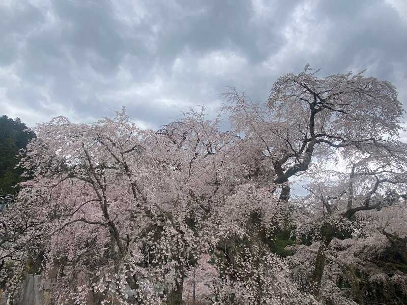 身延山桜花爛漫 4 西谷満開 醍醐山と下部 しもべ 温泉 楽天ブログ