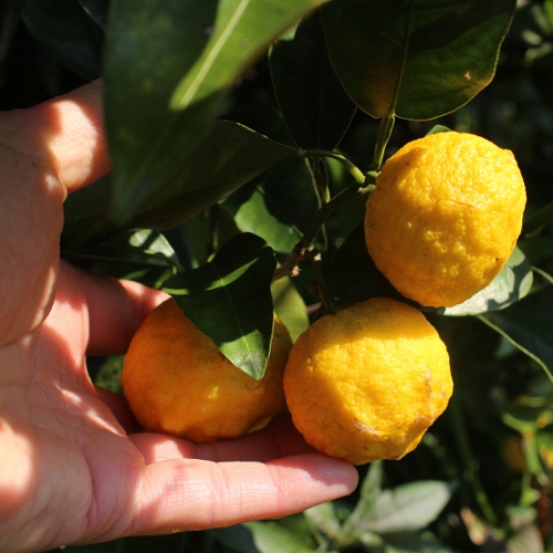 柚子.jpg