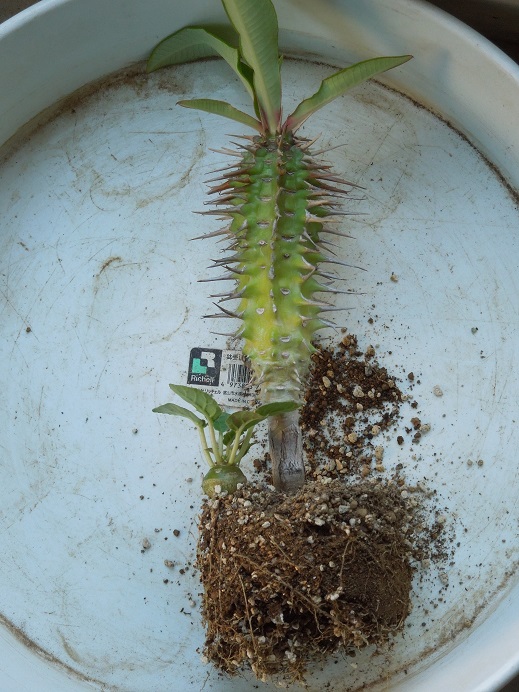 ヴィグイエリ7-6ｰ2